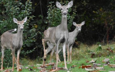 Guangzhou: Votre Guide Hôtelier Ultime 2025