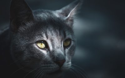 Hôtels Istanbul: Du Luxe Inoubliable aux Options Budget Malin