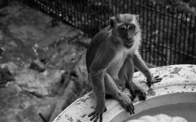 Kuala Lumpur: Hôtels pour Tous