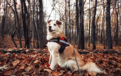 Où dormir à Oulan-Bator? Guide 2025