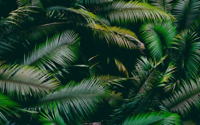 Penang: Votre Guide d’Hôtels 2025