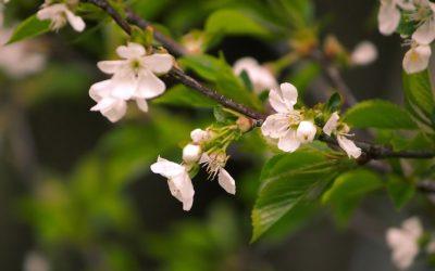 Petits pas, grands progrès : leurs secrets