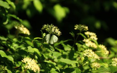 Tirana: Hôtels de Rêve & Bons Plans pour 2025