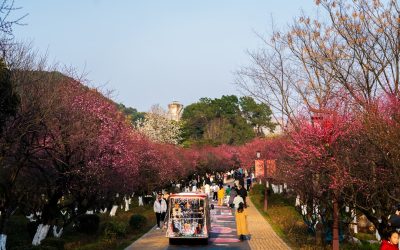 Votre Séjour Parfait à Hangzhou
