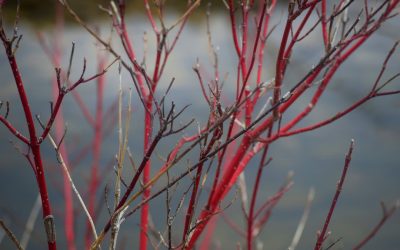 Correction Jambes en O : Plus Grand ?