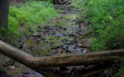 Graisse Viscérale : Pourquoi la Réduire ?