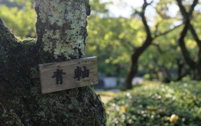 Jambes en O : Le Rôle Insoupçonné des Hanches dans la Correction Posturale