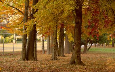 Le Transverse : Clé du Dos et de la Posture