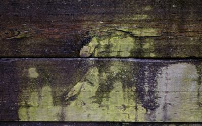 Planche vs Crunch : Le Duel des Abdos