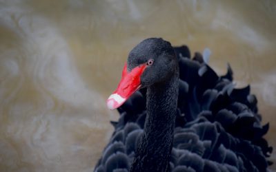 Régime Cétogène : Réussir Facilement