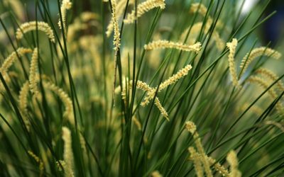 Ventre plat assis : Mythes et astuces