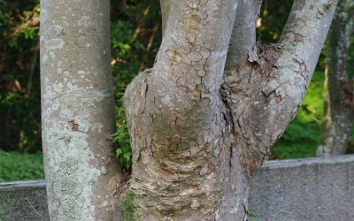 Draw-in en Transport : Votre Secret Postural Quotidien