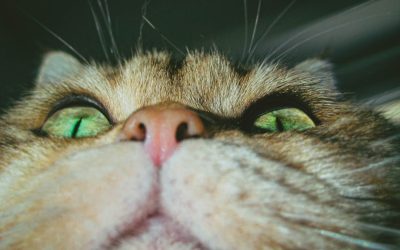 Draw-in et Hernie Discale : L’avis des Pros