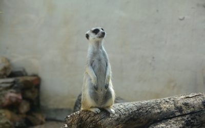 Optimisez Votre Posture : 5 Étirements Haut du Corps avec le Draw-in