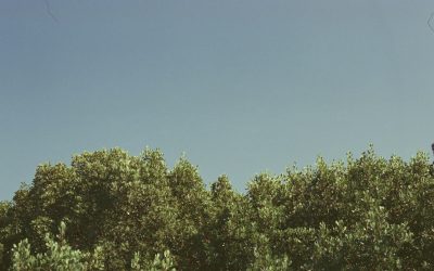 Six-pack : L’Alimentation, Clé des Abdos Visibles ?