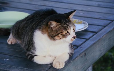 Comparaison des Méthodes de Régime : Céto, Jeûne Intermittent, Méditerranéen et Tendances 2025