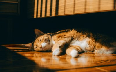 Le Rituel d’Or pour Doubler l’Efficacité de Votre Sommeil en 2025