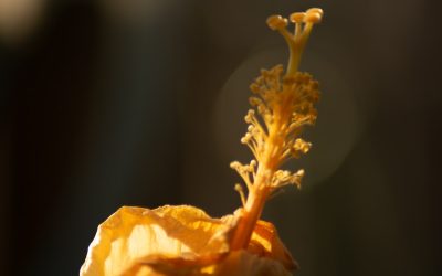 Le Secret des Croissants Parfaits Maison