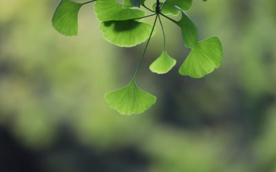 Vivre Zéro Déchet en France : Le Guide
