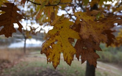 5 Choses Essentielles que les Humains Doivent Faire à l’Ère de l’IA