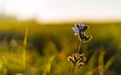 7 Caractéristiques Essentielles des Personnes Émotionnellement Matures