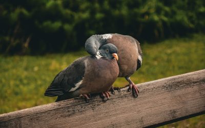 Les Mots à Ne Jamais Prononcer au Début d’une Relation Amoureuse