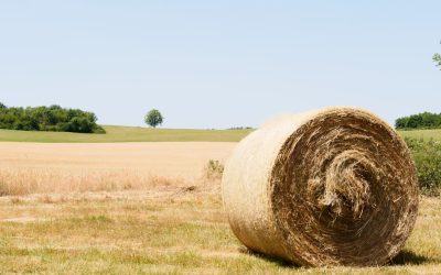 Vivre avec 100 Objets : Le Guide Ultime pour une Maison Minimaliste Révélée