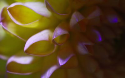 Compatibilité Astrologique 2025 : Votre Guide pour des Relations Épanouies sous les Étoiles ✨