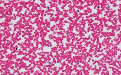 Groupes Sanguins et Personnalité : Démêler le Vrai du Faux en 2025