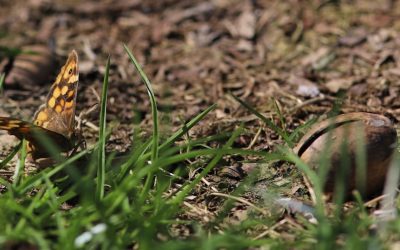 La Méditation : Un Chemin Vers la Guérison du Corps et de l’Esprit