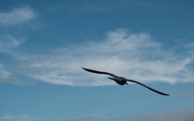 Maîtriser l’Iron Condor : Une Stratégie d’Options pour les Marchés Latéraux en 2025