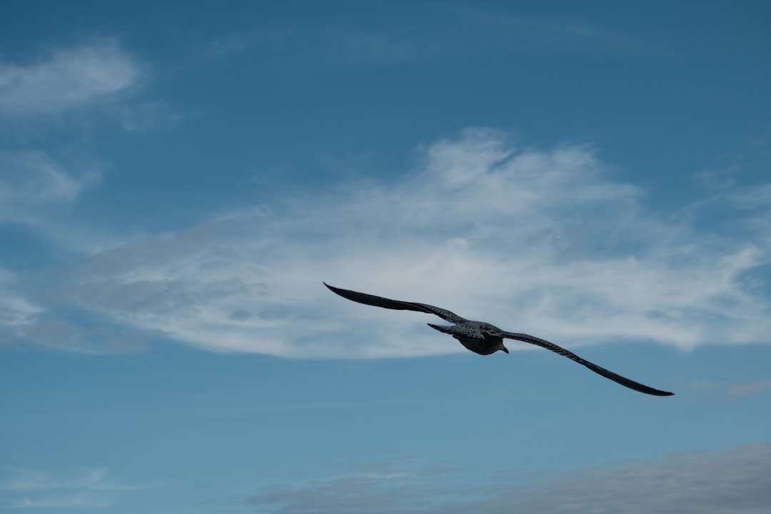 ma-triser-l-iron-condor-une-strat-gie-d-options-pour-les-march-s-lat-raux-en-2025-1762486137686