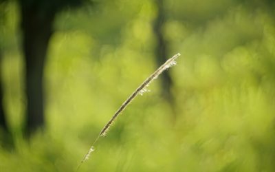 Maîtriser le Straddle Long : Une Stratégie d&rsquo;Options pour Profiter de la Volatilité du Marché