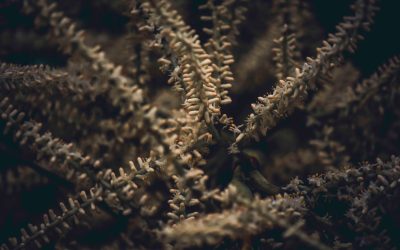 Monétiser Votre Blog avec AdSense en 2025 : Le Guide Complet pour les Blogueurs Français