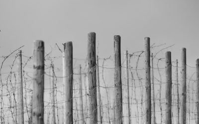 Monétiser Votre Blog en 2025 : Le Pouvoir Inégalé de WordPress pour des Revenus Durables