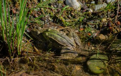 Décrypter l’Amour : Le Guide Ultime de la Compatibilité Astrologique en 2026