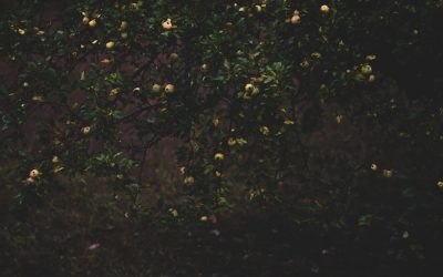 Devenir Influenceur en 2026 : Votre Guide Complet pour Briller sur YouTube, Instagram, TikTok et Facebook