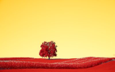 Groupes Sanguins et Personnalité : Mythe, Culture ou Science ?