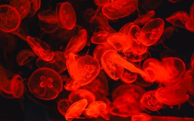 Groupes Sanguins et Personnalité : Mythe ou Réalité en France ?