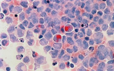 Groupes Sanguins et Santé : Démêler le Vrai du Faux en 2026