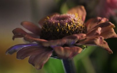 L&rsquo;Astrologie et la Compatibilité Amoureuse : Un Guide pour des Relations Épanouies en 2026