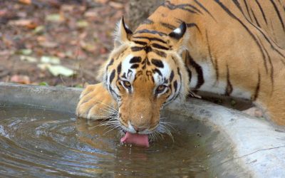 La Synastrie Astrologique : Votre Guide Ultime pour une Compatibilité Amoureuse en 2026