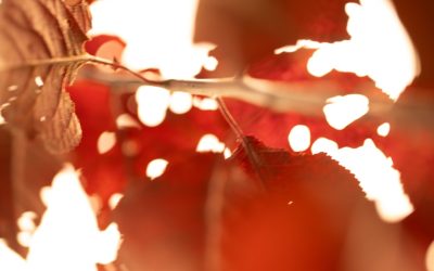 Les groupes sanguins et la personnalité : Mythes, réalités et fascination culturelle