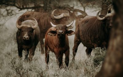 Maîtriser le Bull Call Spread : Une Stratégie d&rsquo;Options pour un Marché en Hausse Modérée