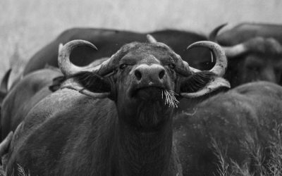 Maîtriser le Bull Call Spread : Une Stratégie d’Options Rentable pour 2026