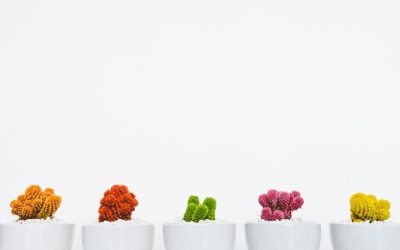 Devenir Influenceur en 2026 : Le Guide Complet pour Briller sur TikTok et Instagram