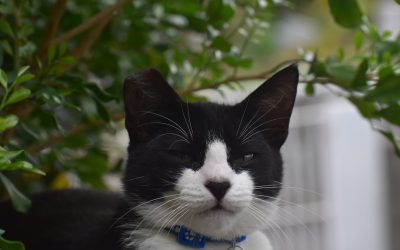 Décrypter la Compatibilité Amoureuse Astrologique à l’Ère Moderne ✨