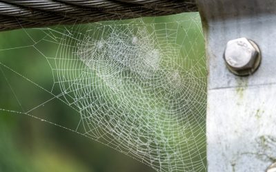 Core Web Vitals : La Clé Incontournable pour un Référencement Google Réussi en 2026