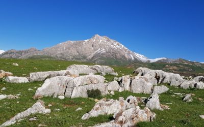 Groupes Sanguins et Personnalité : Mythe ou Réalité Culturelle ?
