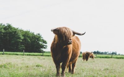 Maîtriser le Bull Call Spread : Une Stratégie d&rsquo;Options pour un Marché Modérément Haussier